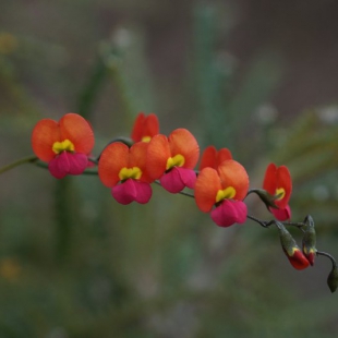 Chorizema glycinifolium 